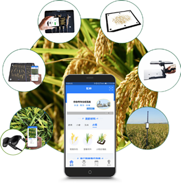 托普水稻表型檢測系統，一站式表型參數檢測解決方案