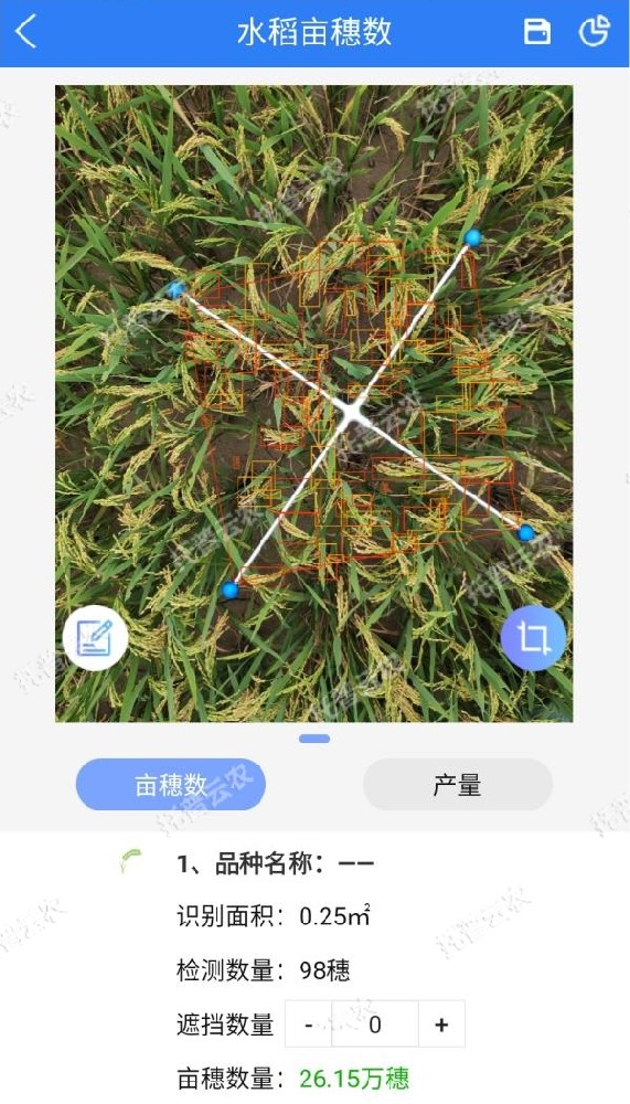 水稻測產，要用精準高效又便捷的畝穗數測量系統