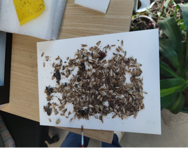 一鍵拍照、智能識別，田間蟲害調查有了“好幫手”！