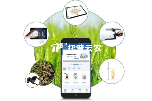 小麥表型檢測系統