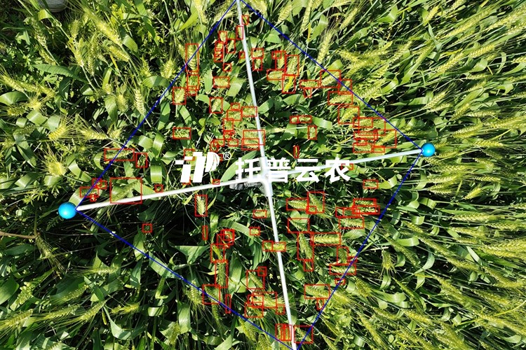 小麥畝穗數測量系統