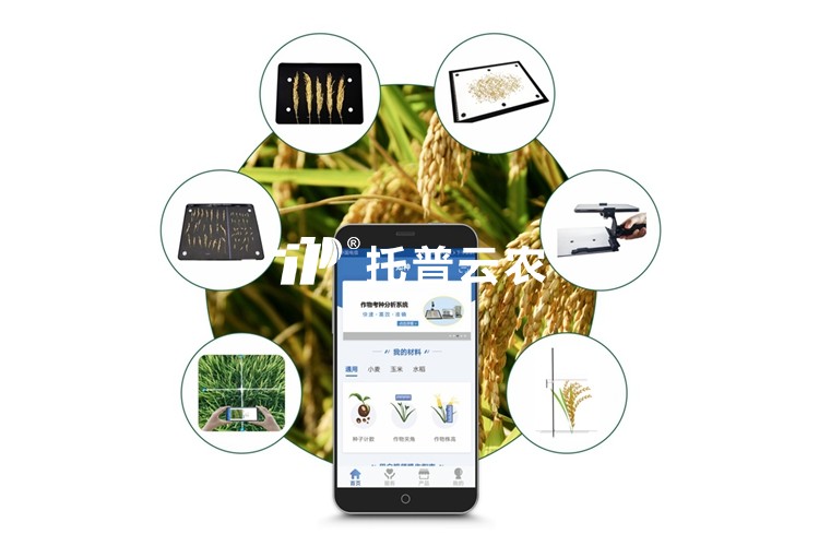 水稻表型檢測系統