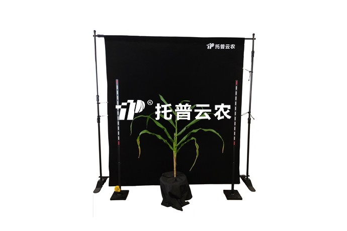 玉米株型分析系統